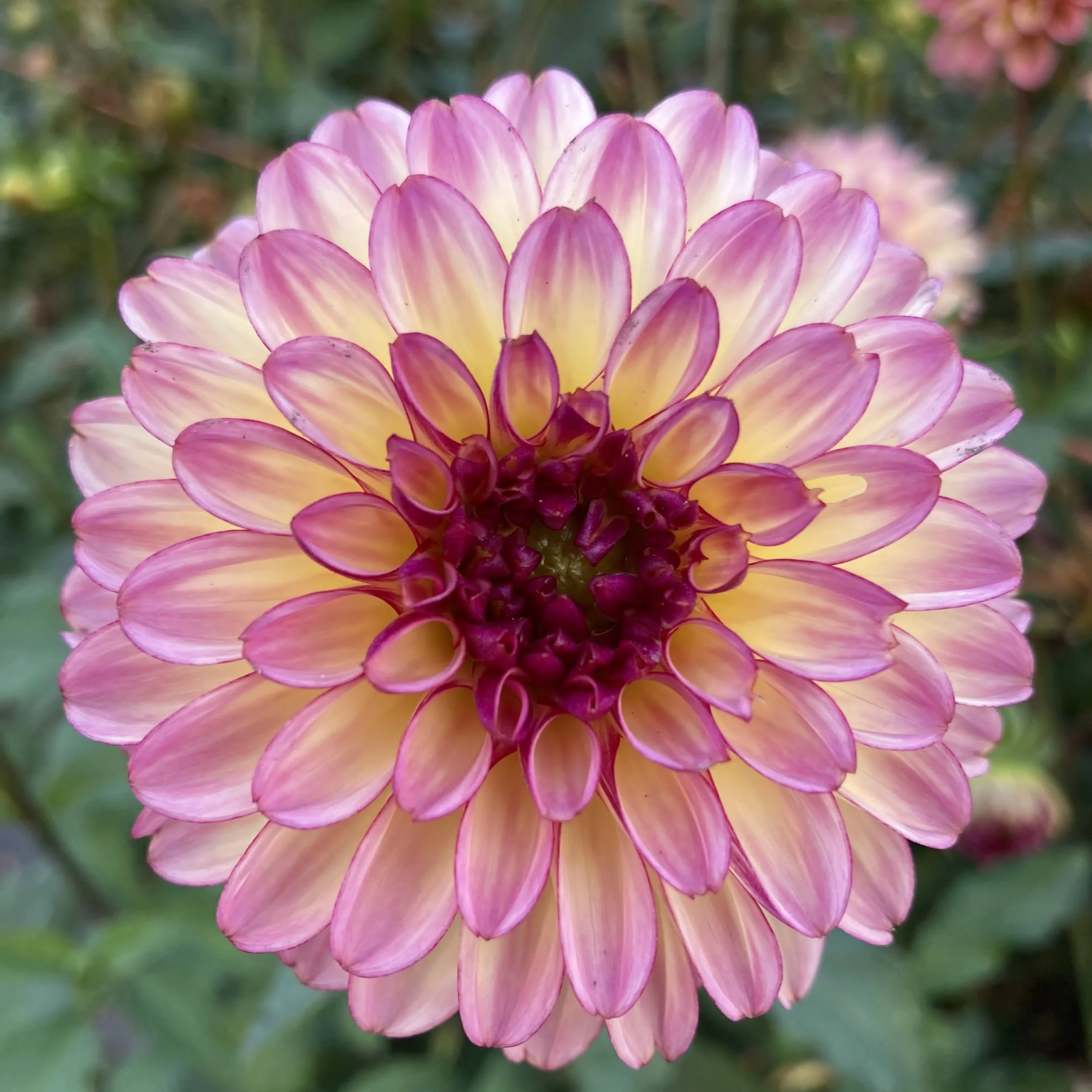 宵姫 爽 S63UL-solid ＋ダイワ 20月下美人X LT2000S-P 宵姫 爽 S63UL-solid ＋ダイワ 20月下美人X LT2000S-P C99462